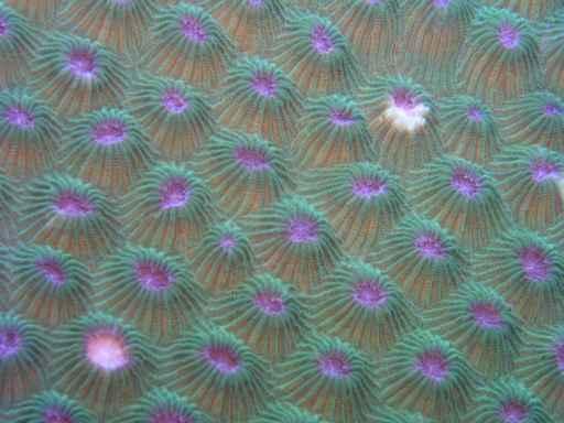 Korallenstruktur 2 Wall Decal