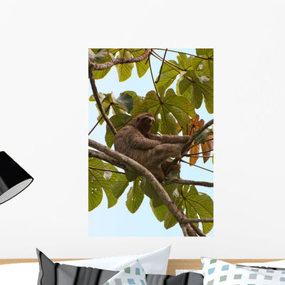 Paresseux Sloth Brazil Wall Mural shown on a wall
