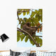 Paresseux Sloth in Brazil Wall Mural