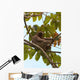 Paresseux Sloth in Brazil Wall Mural
