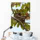 Paresseux Sloth in Brazil Wall Mural