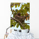 Paresseux Sloth in Brazil Wall Mural