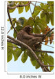 Paresseux Sloth in Brazil Wall Mural