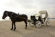 Horse Drawn Carriage Wall Decal