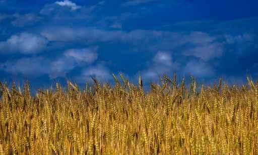 Nature Wheat Field Wall Decal