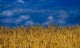 Nature Wheat Field Wall Decal