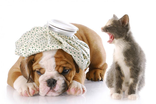 Dog and Cat Fight Wall Decal