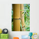 big bamboo Wall Mural