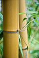 big bamboo Wall Mural