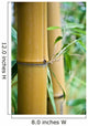 big bamboo Wall Mural