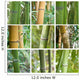 Bamboo Composition