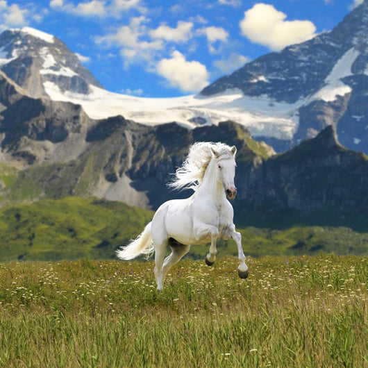 White Horse Run Gallop