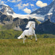 White Horse Run Gallop