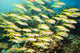 School Yellowfin Goatfish