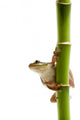 frog on bamboo Wall Decal