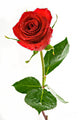 red valentine rose with dew Wall Decal