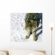 Gray Wolf Looking up at You Wall Mural