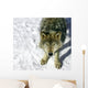 Gray Wolf Looking up at You Wall Mural