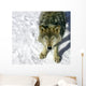 Gray Wolf Looking up at You Wall Mural