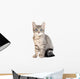 Cute blue eyed tabby kitten Wall Decal