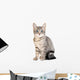 Cute blue eyed tabby kitten Wall Decal