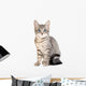 Cute blue eyed tabby kitten Wall Decal