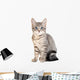 Cute blue eyed tabby kitten Wall Decal