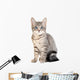 Cute blue eyed tabby kitten Wall Decal