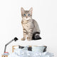 Cute blue eyed tabby kitten Wall Decal
