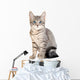 Cute blue eyed tabby kitten Wall Decal