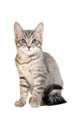 Cute blue eyed tabby kitten Wall Decal