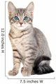 Cute blue eyed tabby kitten Wall Decal