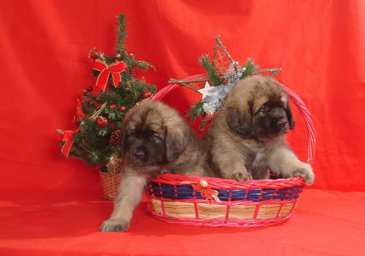 Leonberger Wall Mural