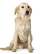 labrador golden retriever Wall Decal
