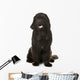 Newfoundland Wall Decal