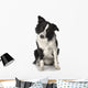 Border Collie Wall Decal