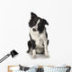 Border Collie Wall Decal