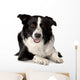 Border Collie Wall Decal Design 1
