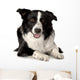 Border Collie Wall Decal Design 1