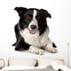 Border Collie Wall Decal Design 1