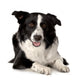 Border Collie Wall Decal Design 1