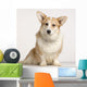 cardigan welsh corgi Wall Mural