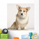 cardigan welsh corgi Wall Mural