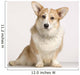 cardigan welsh corgi Wall Mural