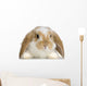 Rabbit Blier Sur Fond Blanc Wall Decal