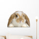 Rabbit Blier Sur Fond Blanc Wall Decal