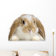 Rabbit Blier Sur Fond Blanc Wall Decal