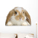 Rabbit Blier Sur Fond Blanc Wall Decal