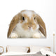 Rabbit Blier Sur Fond Blanc Wall Decal