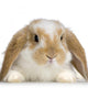 Rabbit Blier Sur Fond Blanc Wall Decal